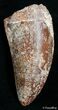 Inch Carcharodontosaurus Tooth - Moroccan T-Rex #2465-1